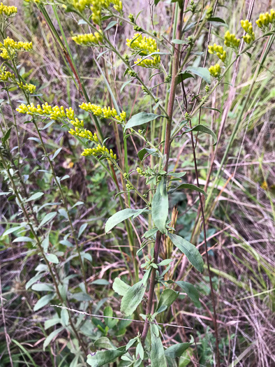 image of Solidago nemoralis var. nemoralis, Eastern Gray Goldenrod