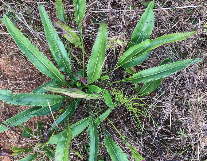 image of Packera anonyma, Small's Ragwort, Squaw-weed, Appalachian Ragwort