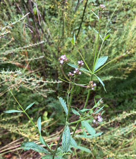 image of Verbena brasiliensis, Brazilian Vervain