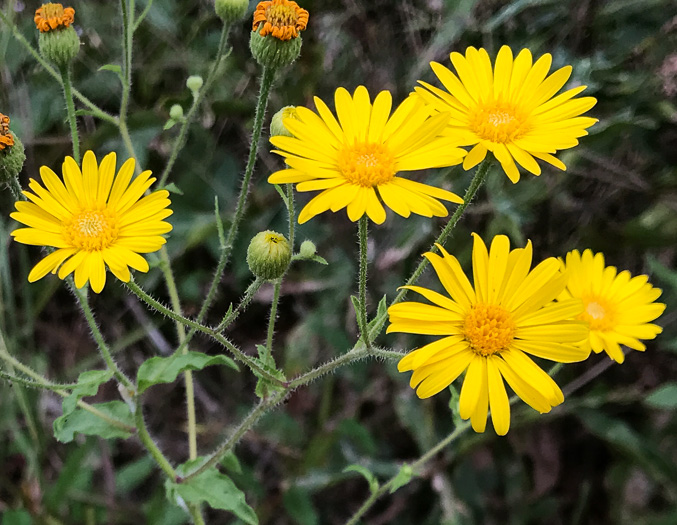 image of Heterotheca subaxillaris, Camphorweed