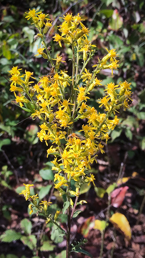 image of Solidago speciosa, Showy Goldenrod, Noble Goldenrod