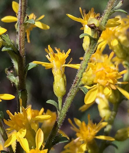 image of Solidago speciosa, Showy Goldenrod, Noble Goldenrod