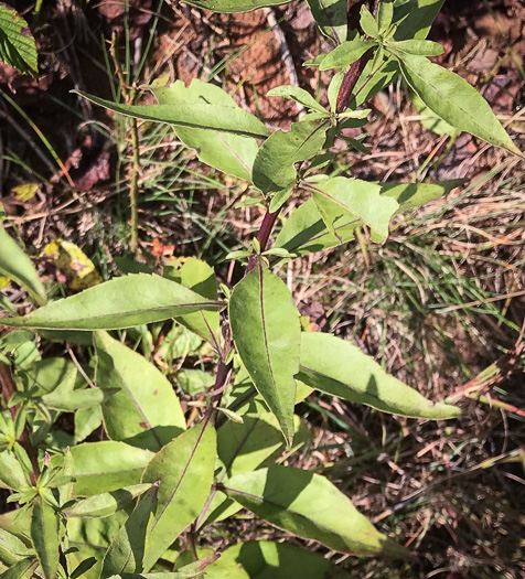 image of Solidago speciosa, Showy Goldenrod, Noble Goldenrod