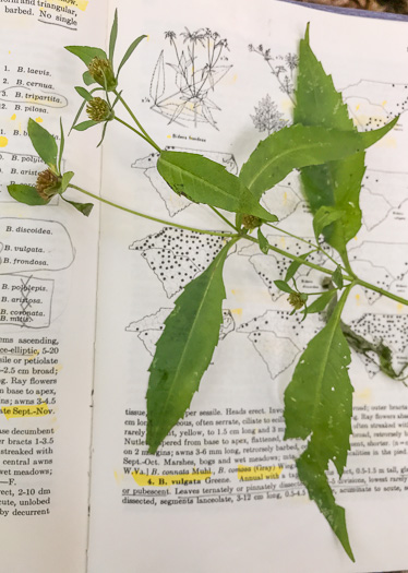 image of Bidens connata, Purplestem Beggarticks