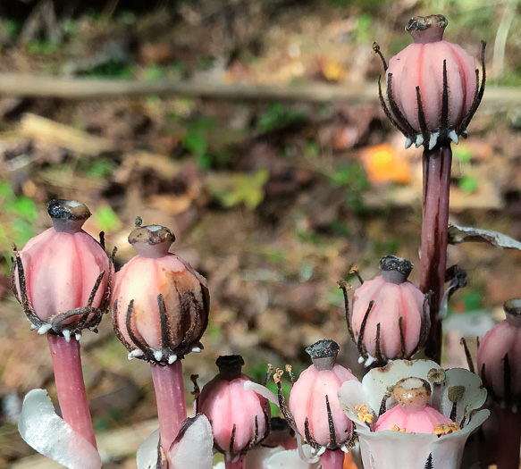 image of Monotropa uniflora, Indian Pipes, Ghost-flower, Common Ghost Pipes