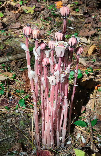 image of Monotropa uniflora, Indian Pipes, Ghost-flower, Common Ghost Pipes