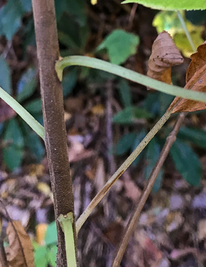 image of Clethra acuminata, Mountain Sweet-pepperbush, Cinnamonbark, Cinnamon Clethra, Mountain White-alder