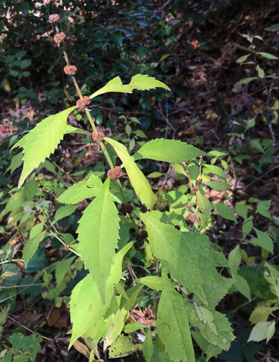 image of Lycopus virginicus, Virginia Bugleweed, Virginia water horehound