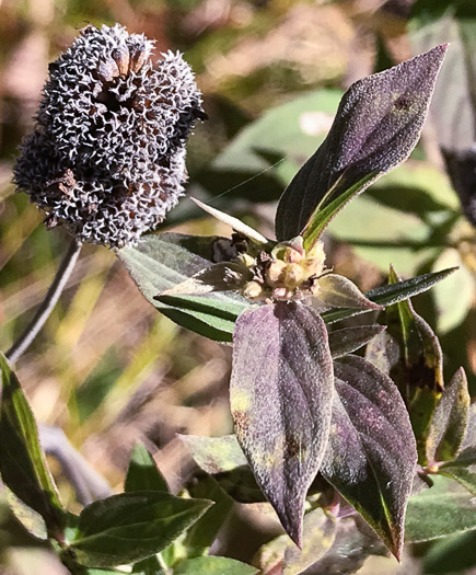 image of Pycnanthemum muticum var. 1, Short-toothed Mountain-mint, Downy Mountain-mint, Clustered Mountain-mint