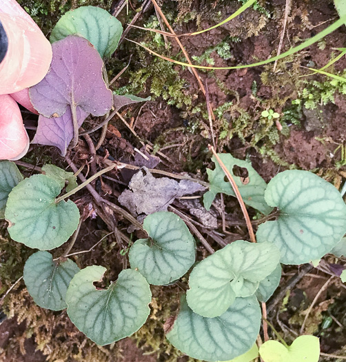 image of Viola walteri, Walter's Violet, Prostrate Blue Violet