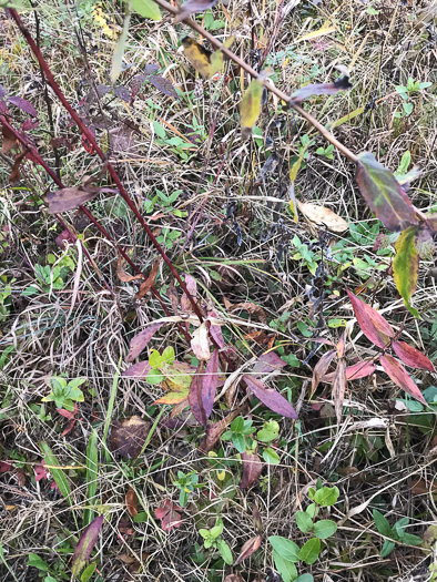 image of Solidago erecta, Slender Goldenrod, Erect Goldenrod