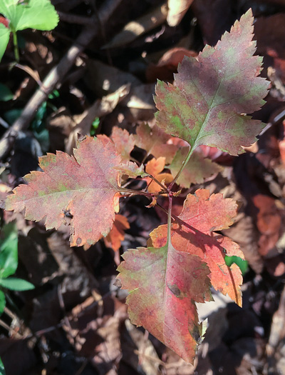 image of Crataegus phaenopyrum, Washington Hawthorn, Virginia Hawthorn