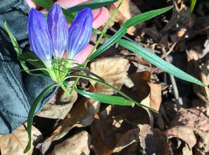 image of Gentiana saponaria, Soapwort Gentian, Harvestbells