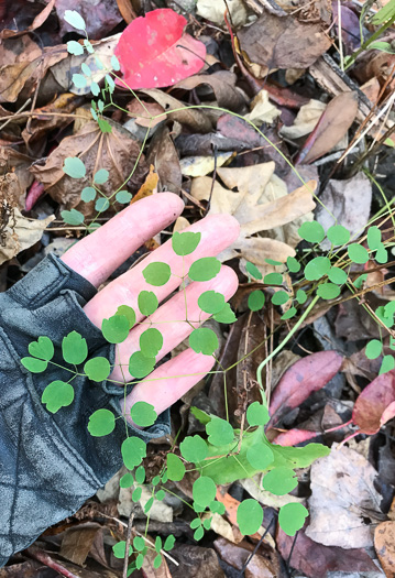 image of Thalictrum macrostylum, Small-leaved Meadowrue, Small-flowered Meadowrue