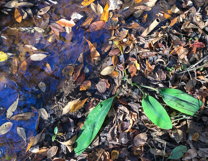 image of Orontium aquaticum, Golden Club, Never-wet, Bog Torches