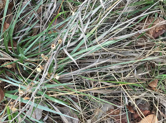 image of Pityopsis aspera var. adenolepis, Carolina Silkgrass, Pineland Silkgrass, Grassleaf Goldenaster