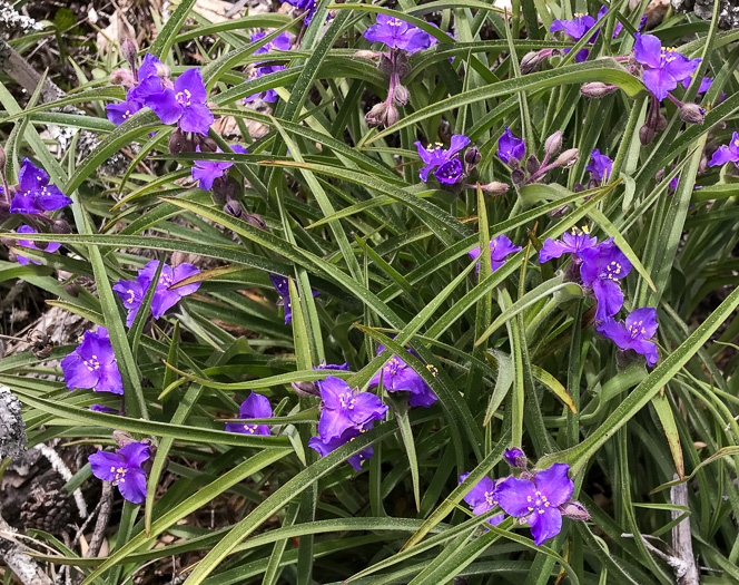 image of Tradescantia hirsuticaulis, Hairy Spiderwort