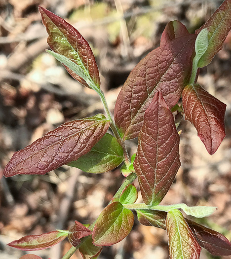 image of Vaccinium fuscatum, Hairy Highbush Blueberry, Black Highbush Blueberry