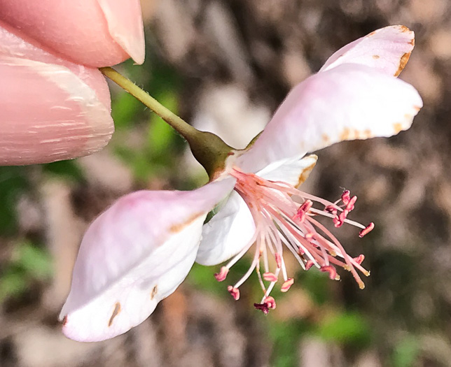 image of Malus angustifolia, Southern Crabapple, Wild Crabapple