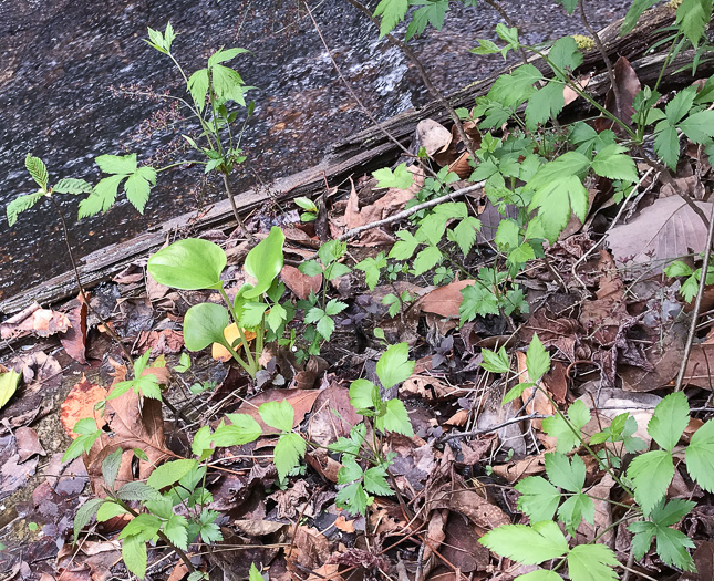 image of Parnassia grandifolia, Bigleaf Grass-of-Parnassus, Limeseep Parnassia