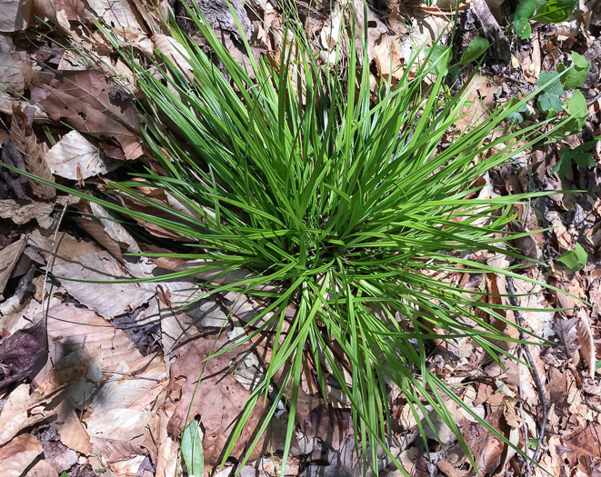 image of Carex austrocaroliniana, South Carolina Sedge, Tarheel Sedge