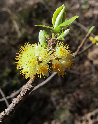 image of Symplocos tinctoria, Horsesugar, Sweetleaf, Dyebush