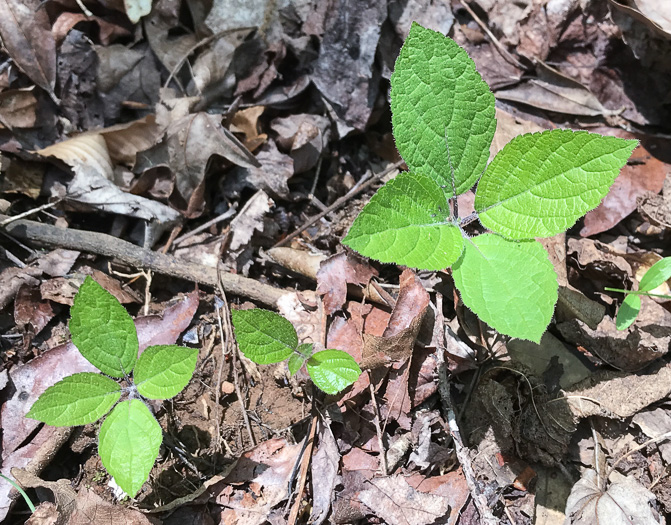 image of Collinsonia verticillata, Whorled Horsebalm