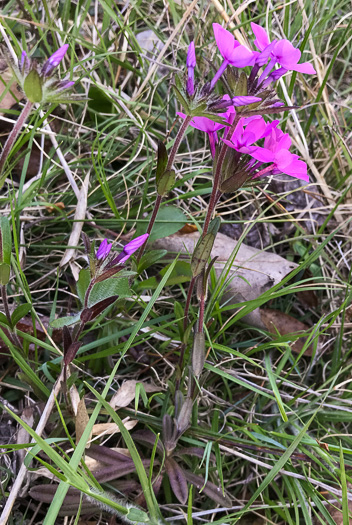 image of Phlox amoena, Hairy Phlox, Chalice Phlox