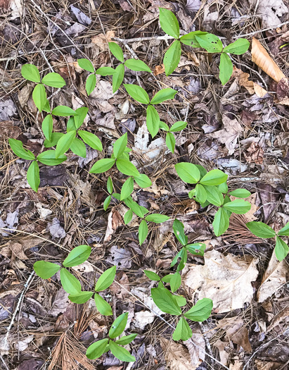 image of Trillium catesbyi, Catesby's Trillium, Rosy Wake-robin, Bashful Trillium, Rose Trillium