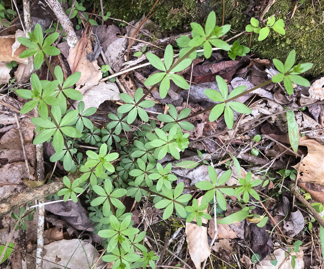 image of Galium triflorum, Sweet-scented Bedstraw, Fragrant Bedstraw