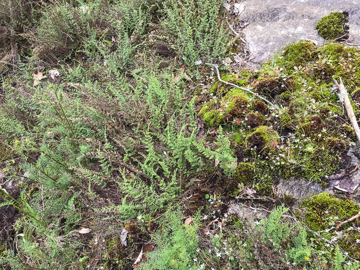 image of Myriopteris lanosa, Hairy Lipfern