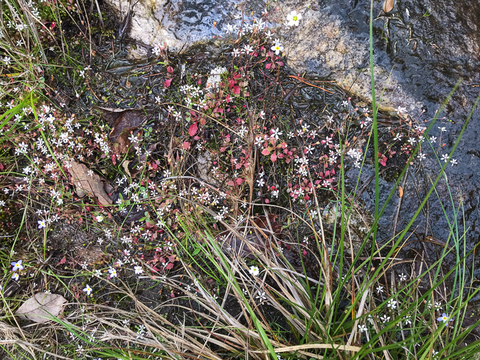 image of Micranthes petiolaris var. shealyi, Escarpment Saxifrage, Shealy's Saxifrage