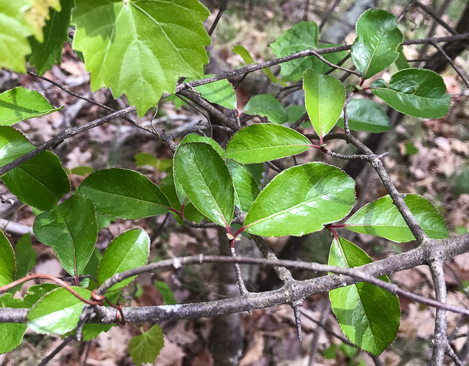 image of Viburnum rufidulum, Rusty Blackhaw, Blue Haw, Southern Blackhaw, Rusty Haw