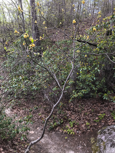 image of Symplocos tinctoria, Horsesugar, Sweetleaf, Dyebush