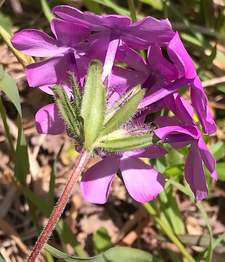 image of Phlox amoena, Hairy Phlox, Chalice Phlox