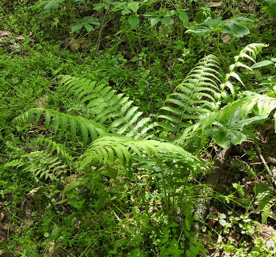 image of Deparia acrostichoides, Silvery Glade Fern, Silvery Spleenwort