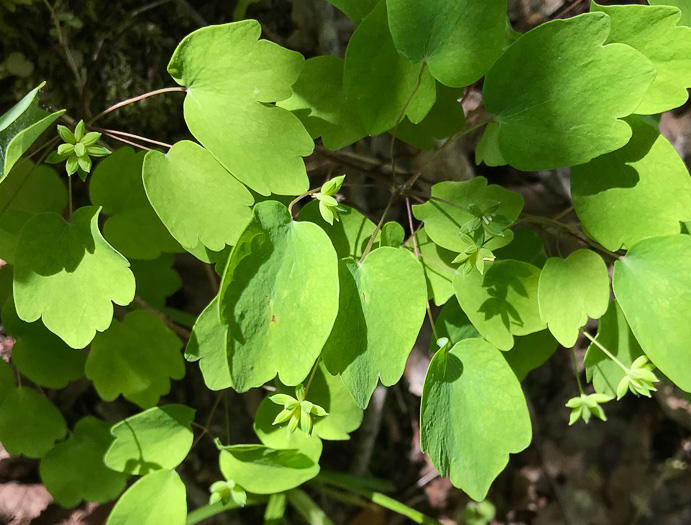 image of Thalictrum thalictroides, Windflower, Rue-anemone