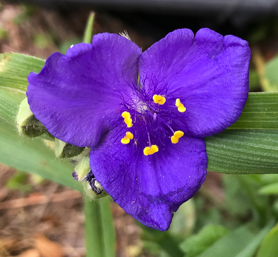 image of Tradescantia virginiana, Virginia Spiderwort