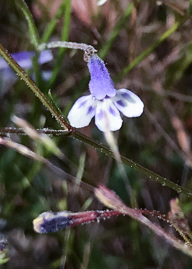 Flatrock Pimpernel