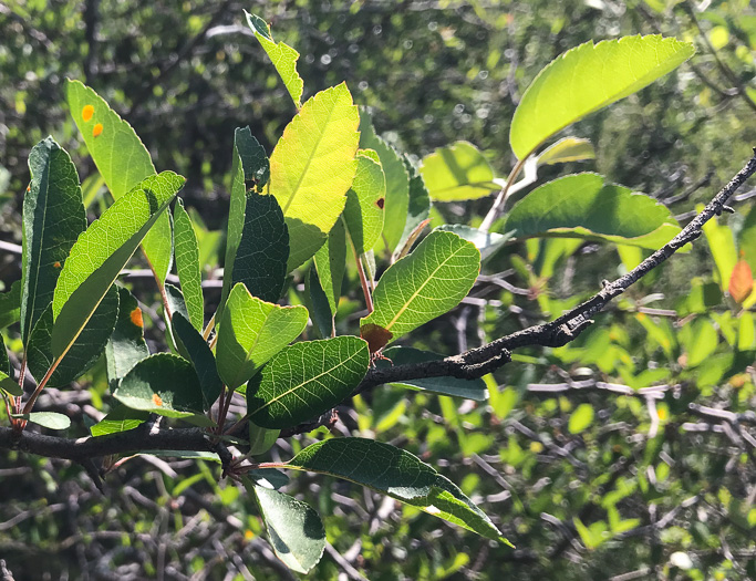 image of Malus angustifolia, Southern Crabapple, Wild Crabapple