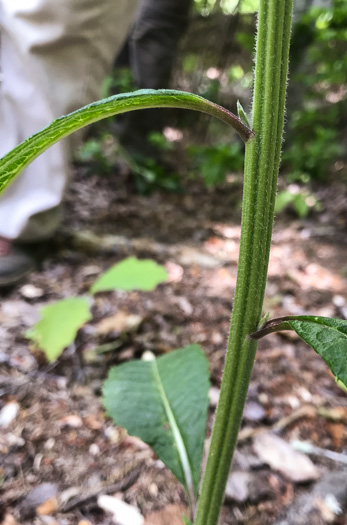 image of Vernonia noveboracensis, New York Ironweed