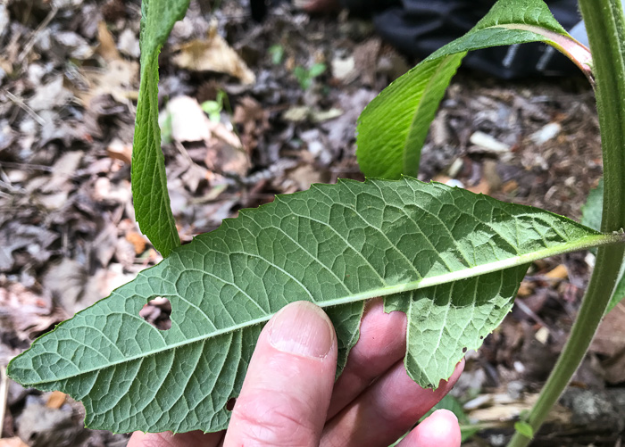 image of Vernonia noveboracensis, New York Ironweed