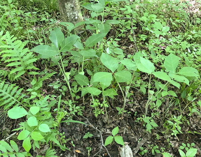 image of Arisaema triphyllum, Common Jack-in-the-Pulpit, Indian Turnip