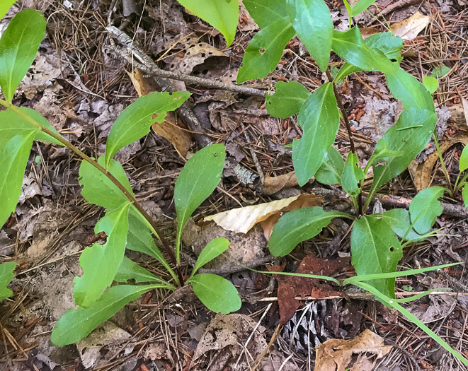 image of Sericocarpus caespitosus, Toothed Whitetop Aster