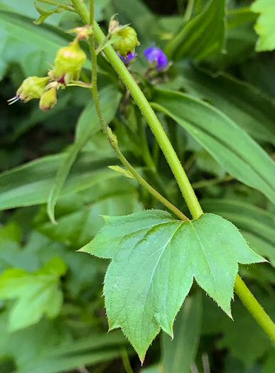 image of Heuchera pubescens, Marbled Alumroot, Downy Alumroot