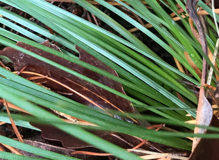 image of Xerophyllum asphodeloides, Eastern Turkeybeard, Beargrass, Mountain-asphodel