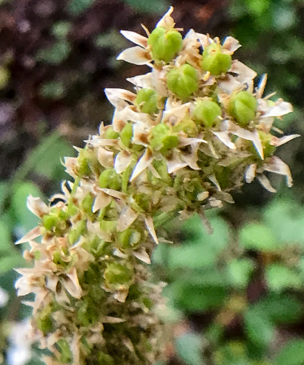 image of Xerophyllum asphodeloides, Eastern Turkeybeard, Beargrass, Mountain-asphodel