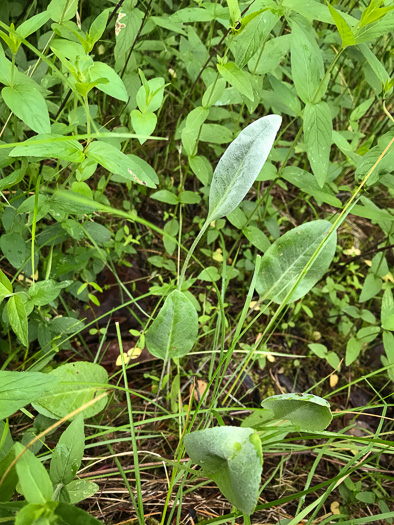 image of Coreopsis gladiata, Swamp Coreopsis, Swamp Tickseed, Seepage Coreopsis, Coastal Plain Tickseed