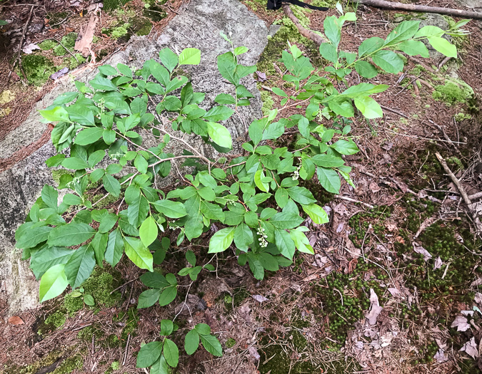 image of Lyonia ligustrina var. ligustrina, Northern Maleberry, He-huckleberry