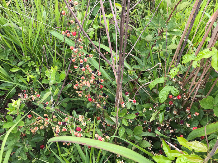 image of Rubus pascuus, Chesapeake Blackberry, Topsy Blackberry